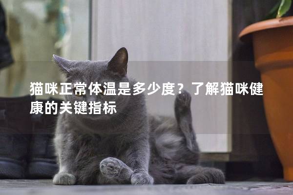 貓咪正常體溫是多少度？了解貓咪健康的關鍵指標