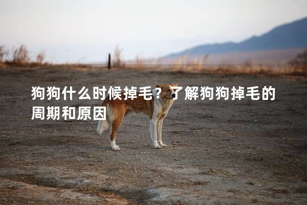 狗狗什么時(shí)候掉毛？了解狗狗掉毛的周期和原因