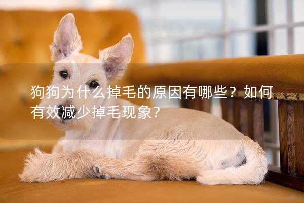 狗狗為什么掉毛的原因有哪些？如何有效減少掉毛現象？