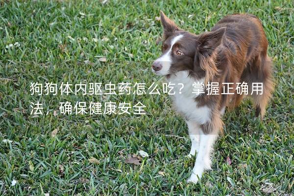 狗狗體內(nèi)驅(qū)蟲藥怎么吃？掌握正確用法，確保健康安全