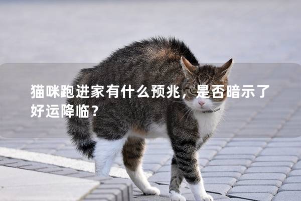 貓咪跑進(jìn)家有什么預(yù)兆，是否暗示了好運(yùn)降臨？