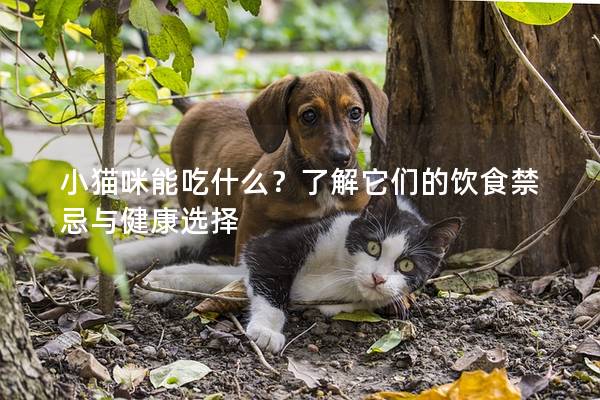 小貓咪能吃什么？了解它們的飲食禁忌與健康選擇