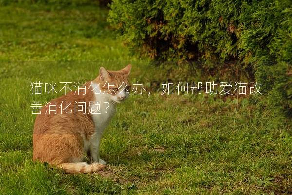 貓咪不消化怎么辦，如何幫助愛貓改善消化問題？