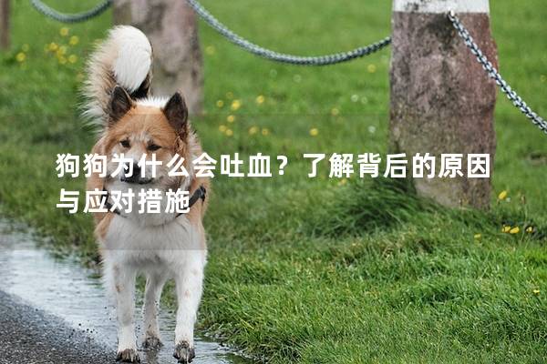 狗狗為什么會吐血？了解背后的原因與應對措施