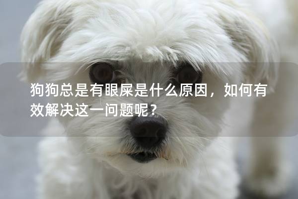 狗狗總是有眼屎是什么原因，如何有效解決這一問題呢？