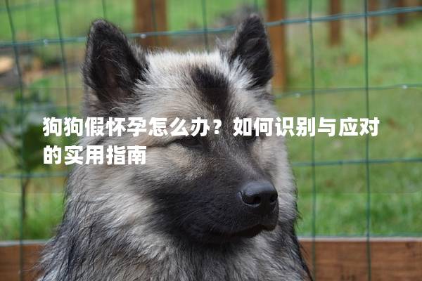 狗狗假懷孕怎么辦？如何識別與應(yīng)對的實用指南