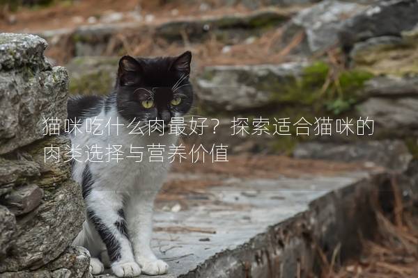 貓咪吃什么肉最好？探索適合貓咪的肉類選擇與營(yíng)養(yǎng)價(jià)值