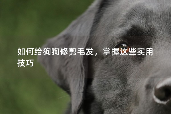 如何給狗狗修剪毛發,掌握這些實用技巧 如何給狗狗修剪毛發,掌握這些實用技巧