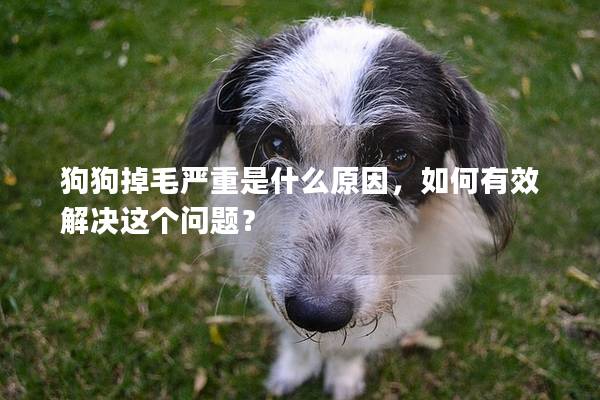狗狗掉毛嚴重是什么原因，如何有效解決這個問題？