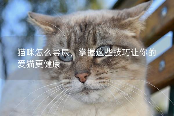 貓咪怎么導尿，掌握這些技巧讓你的愛貓更健康
