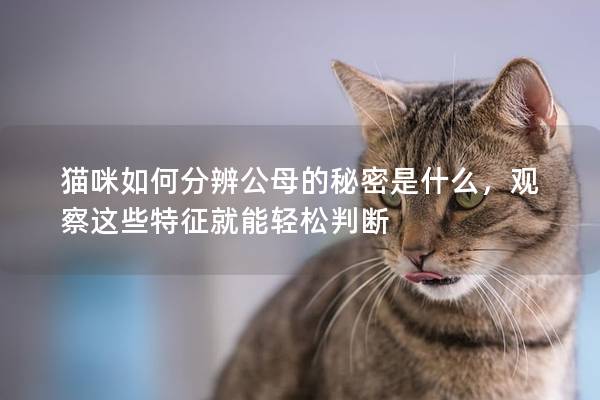 貓咪如何分辨公母的秘密是什么，觀察這些特征就能輕松判斷