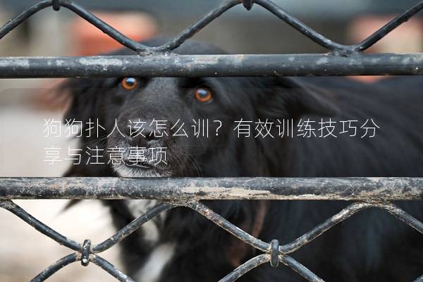 狗狗撲人該怎么訓?有效訓練技巧分享與注意事項 狗狗撲人該怎么訓?有效訓練技巧分享與注意事項