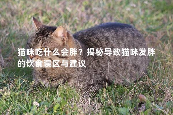 貓咪吃什么會胖？揭秘導(dǎo)致貓咪發(fā)胖的飲食誤區(qū)與建議