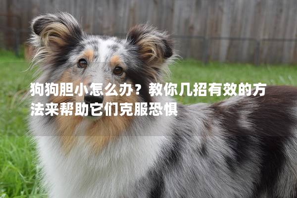狗狗膽小怎么辦？教你幾招有效的方法來幫助它們克服恐懼