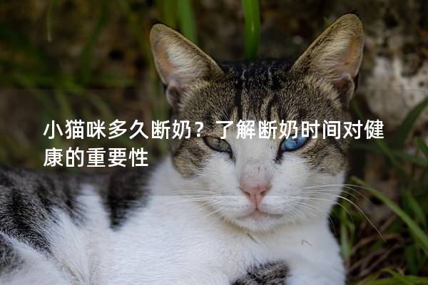 小貓咪多久斷奶？了解斷奶時間對健康的重要性