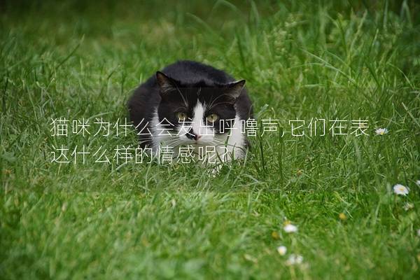 貓咪為什么會發出呼嚕聲,它們在表達什么樣的情感呢？