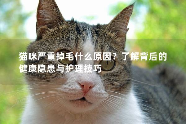 貓咪嚴重掉毛什么原因？了解背后的健康隱患與護理技巧