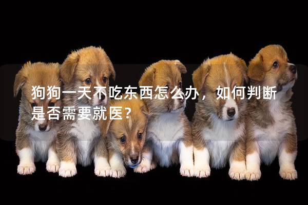 狗狗一天不吃東西怎么辦，如何判斷是否需要就醫(yī)？