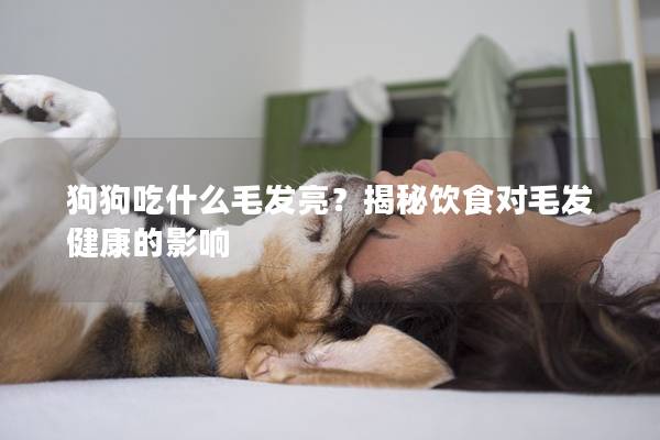 狗狗吃什么毛發(fā)亮？揭秘飲食對(duì)毛發(fā)健康的影響