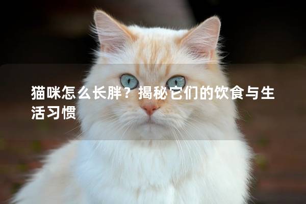 貓咪怎么長胖？揭秘它們的飲食與生活習(xí)慣