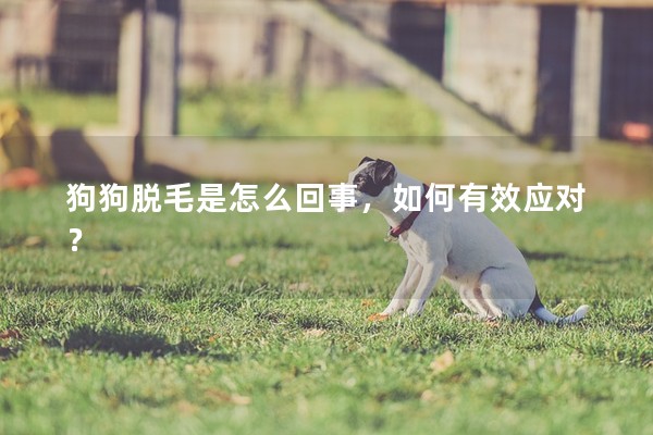 狗狗脫毛是怎么回事，如何有效應對？