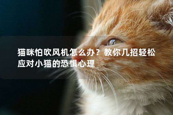 貓咪怕吹風機怎么辦？教你幾招輕松應對小貓的恐懼心理