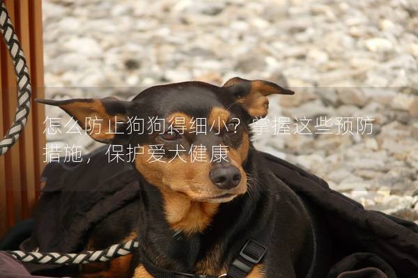 怎么防止狗狗得細??？掌握這些預防措施，保護愛犬健康