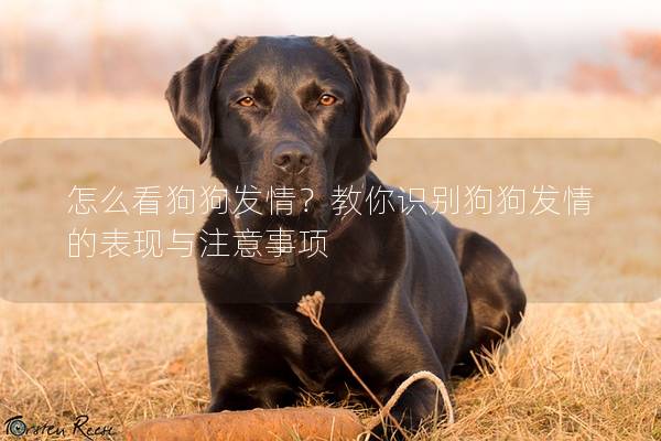 怎么看狗狗發情？教你識別狗狗發情的表現與注意事項