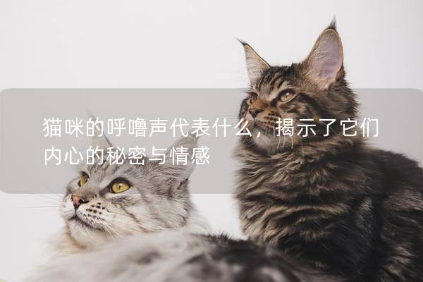 貓咪的呼嚕聲代表什么，揭示了它們內心的秘密與情感