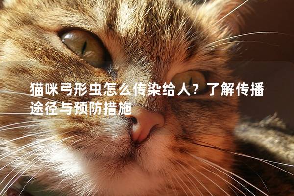 貓咪弓形蟲怎么傳染給人？了解傳播途徑與預防措施