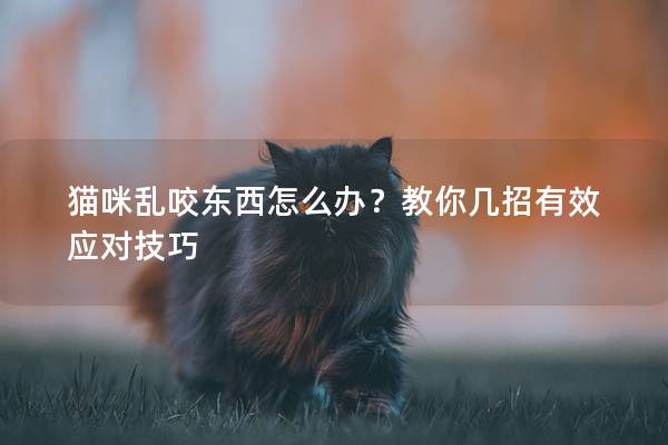 貓咪亂咬東西怎么辦？教你幾招有效應對技巧