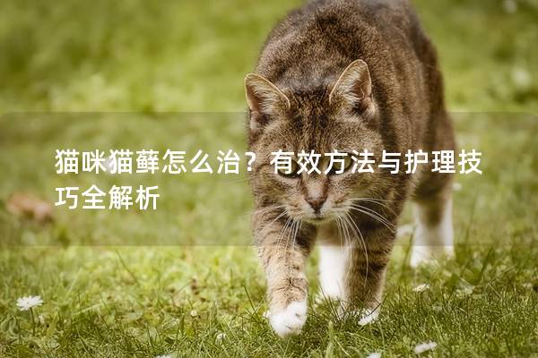 貓咪貓蘚怎么治？有效方法與護理技巧全解析
