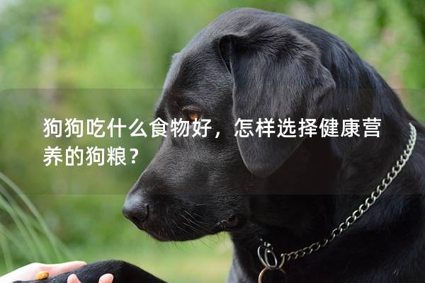 狗狗吃什么食物好，怎樣選擇健康營養的狗糧？