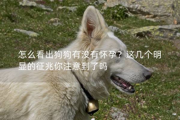怎么看出狗狗有沒有懷孕？這幾個明顯的征兆你注意到了嗎