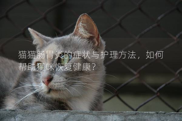 貓貓腸胃炎的癥狀與護理方法，如何幫助貓咪恢復健康？