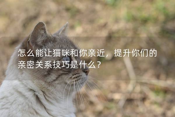 怎么能讓貓咪和你親近，提升你們的親密關(guān)系技巧是什么？