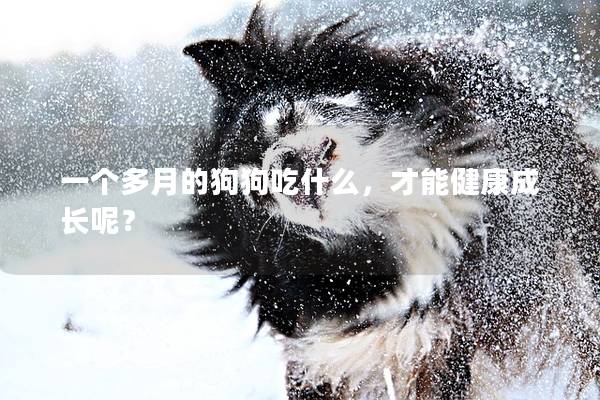 一個多月的狗狗吃什么，才能健康成長呢？
