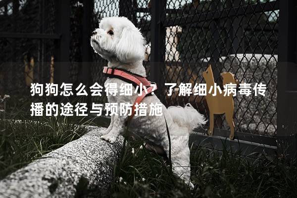 狗狗怎么會得細?。苛私饧毿〔《緜鞑サ耐緩脚c預防措施