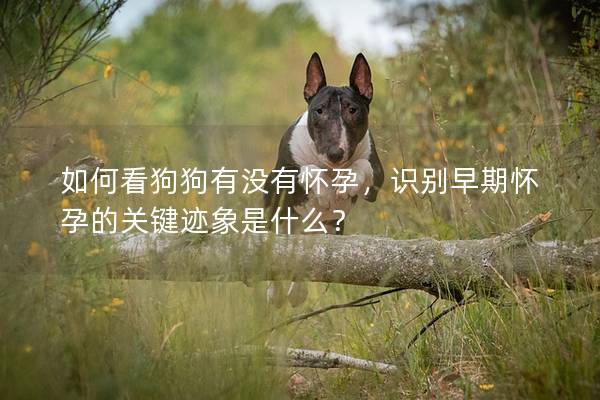 如何看狗狗有沒(méi)有懷孕，識(shí)別早期懷孕的關(guān)鍵跡象是什么？