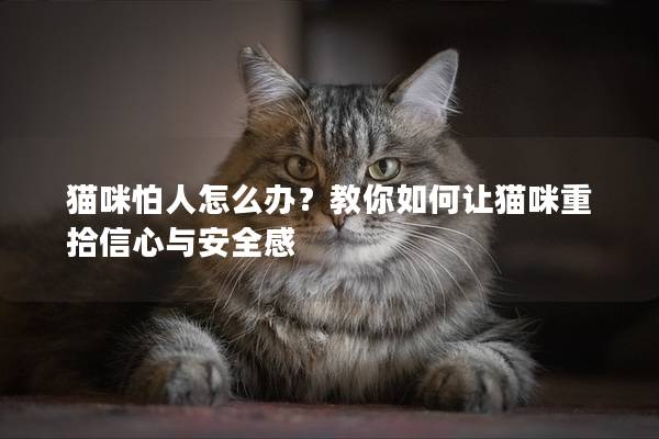 貓咪怕人怎么辦？教你如何讓貓咪重拾信心與安全感