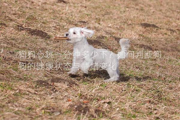 狗狗心跳一分鐘多少下？如何判斷狗狗的健康狀態與情緒變化