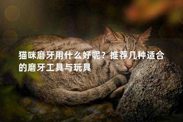 貓咪磨牙用什么好呢？推薦幾種適合的磨牙工具與玩具