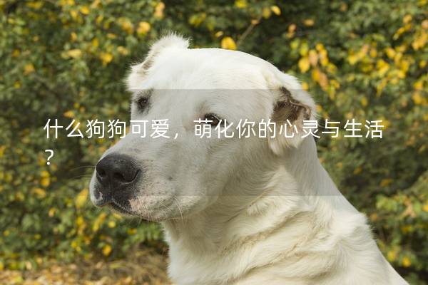 什么狗狗可愛，萌化你的心靈與生活？