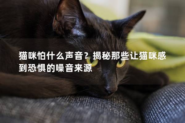 貓咪怕什么聲音？揭秘那些讓貓咪感到恐懼的噪音來源