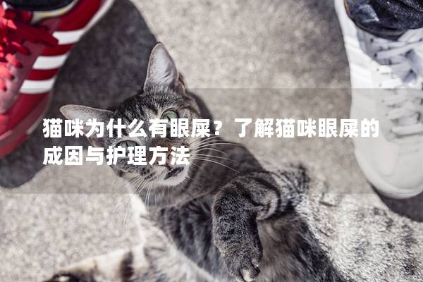 貓咪為什么有眼屎？了解貓咪眼屎的成因與護理方法