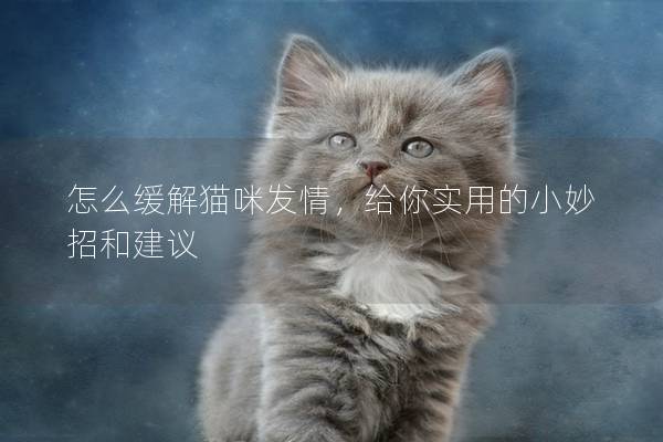 怎么緩解貓咪發情，給你實用的小妙招和建議