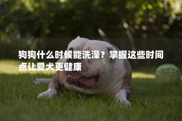 狗狗什么時候能洗澡？掌握這些時間點讓愛犬更健康