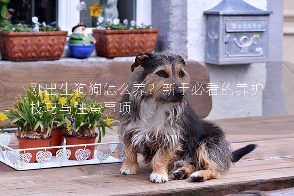 剛出生狗狗怎么養(yǎng)？新手必看的養(yǎng)護技巧與注意事項