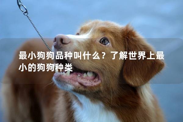 最小狗狗品種叫什么？了解世界上最小的狗狗種類