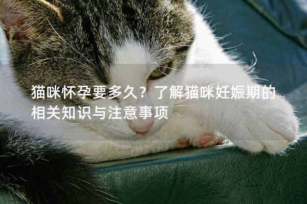 貓咪懷孕要多久？了解貓咪妊娠期的相關知識與注意事項